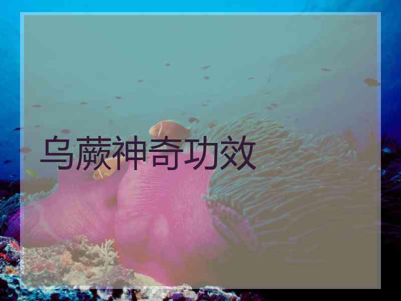 乌蕨神奇功效 乌蕨神奇功效