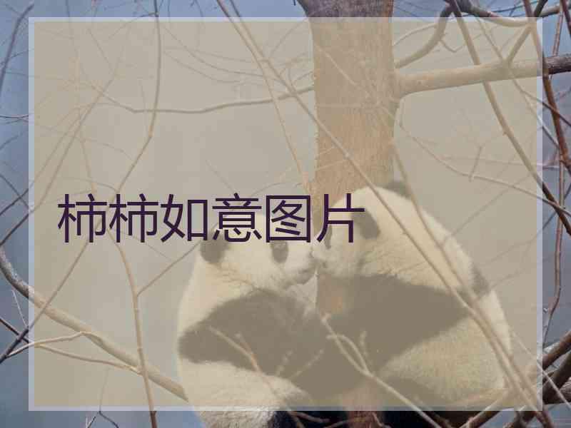 柿柿如意图片