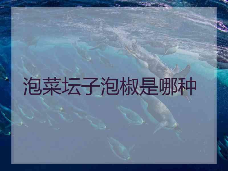 泡菜坛子泡椒是哪种