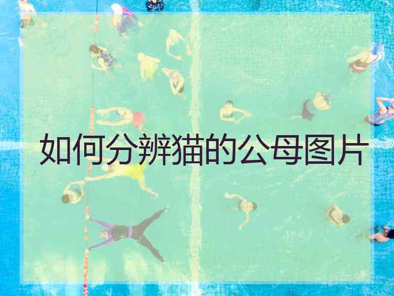 如何分辨猫的公母图片